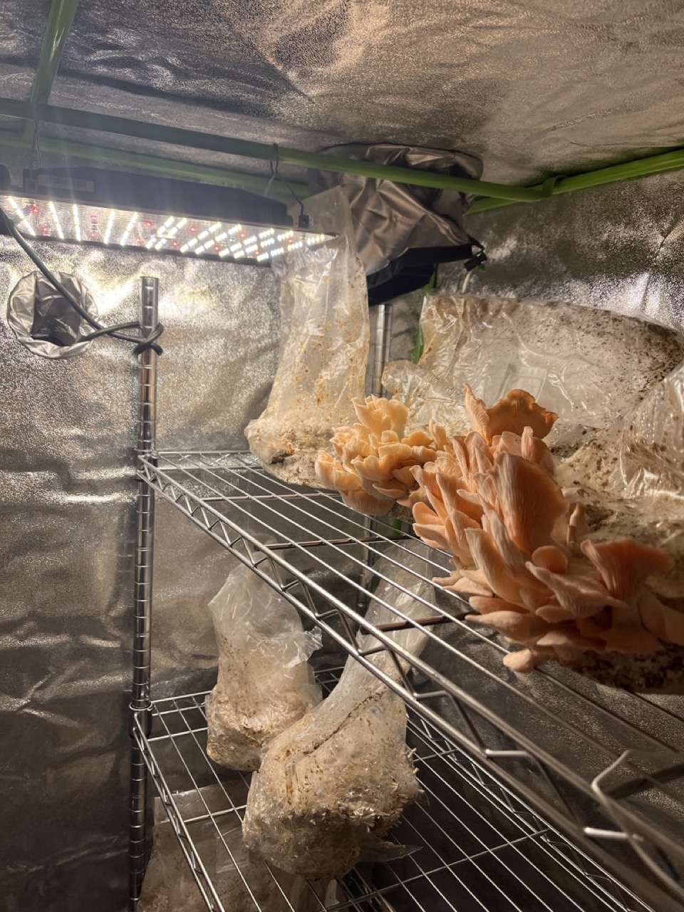 Mushrooms on the growing rack